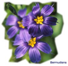 Bermudiana