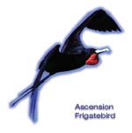 Ascension Frigate Bird