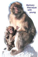 Barbary Macaque with young