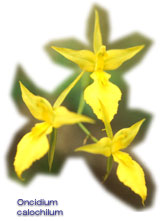 Oncidium calochilum